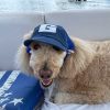 Baseball Cap for Dogs