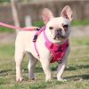 Best Adjustable Dog Harness and Leash