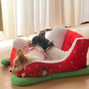 Christmas Sleigh Pet Bed