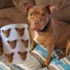 Custom Pet's Face Photo, Personalized Coffee Mug, Gift For Pet Lovers