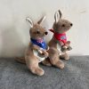 Cute Australian Kangaroo