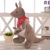 Cute Australian Kangaroo
