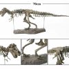 Dinosaur Skeleton Toys Ornament Simulation T-Rex Model