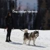Dog Harness Mushing X Back Training Vest