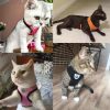 Dog Harness with Leash