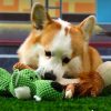 Dog Interactive Teeth Cleaning Toy
