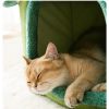 Foldable Soft Pet House