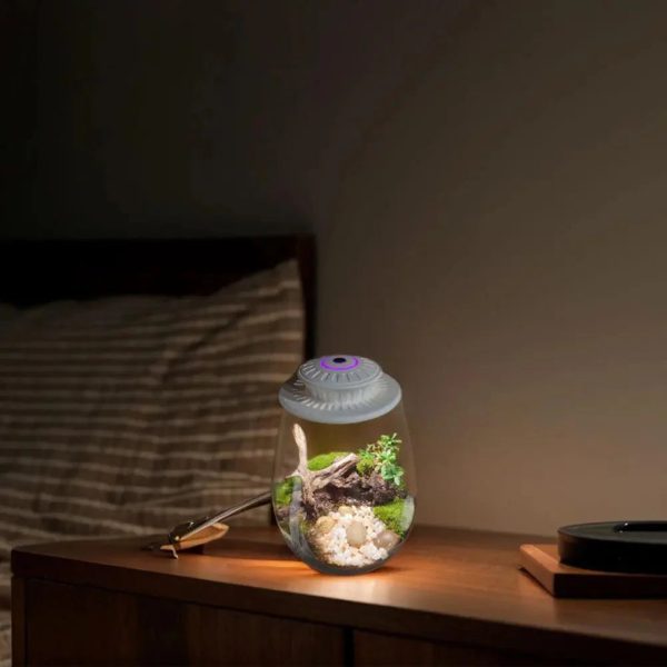 Glass Plant Terrarium With Grow Light