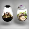 Glass Plant Terrarium With Grow Light