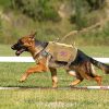 Large Dogs Training Harnesses With Pouches