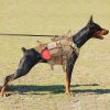 Large Dogs Training Harnesses With Pouches