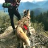 Large Dogs Training Harnesses With Pouches