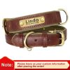 Leather ID Dog Collar