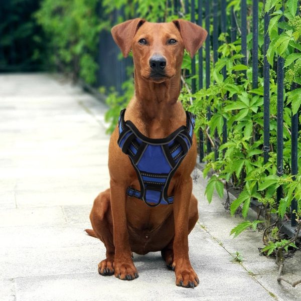 No-Pull Dog Harness With Handle