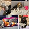 Plush Bite Dog Toy