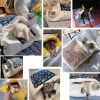 Portable Cat Bed