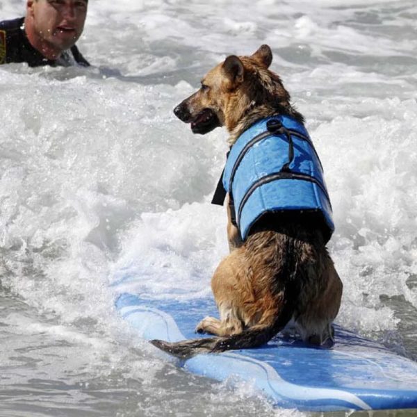 Stylish Dog Life Vest