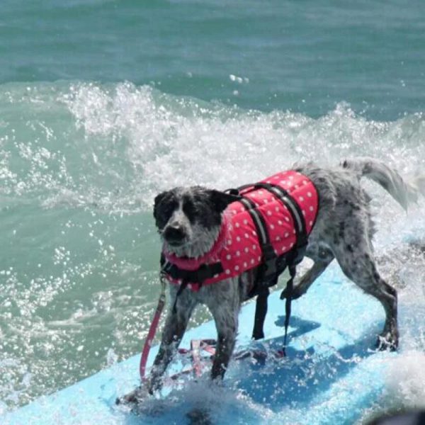Stylish Dog Life Vest