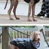 Waterproof Jacket for Dogs
