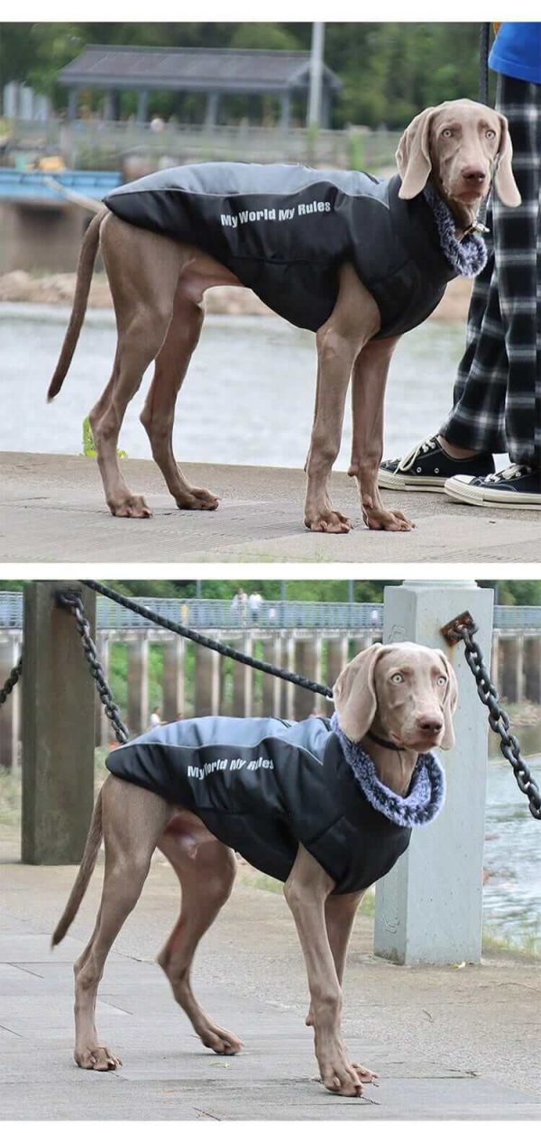 Waterproof Jacket for Dogs